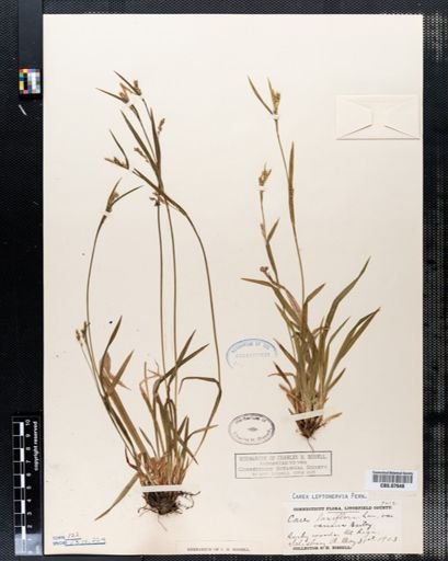 Carex leptonervia