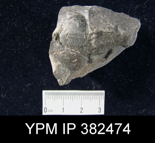 Productus cora