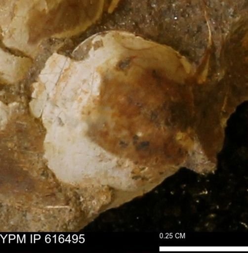 Protocardia subquadrata