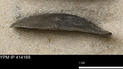 Devonochonetes mucronatus?