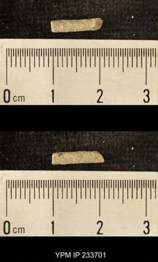 Archaeocidaris sp.