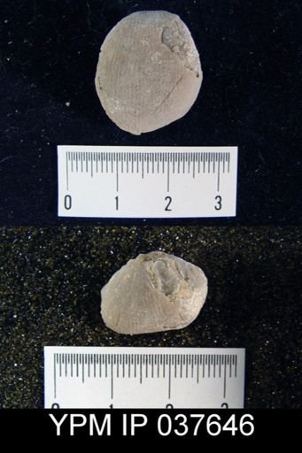 Linoproductus nasutus