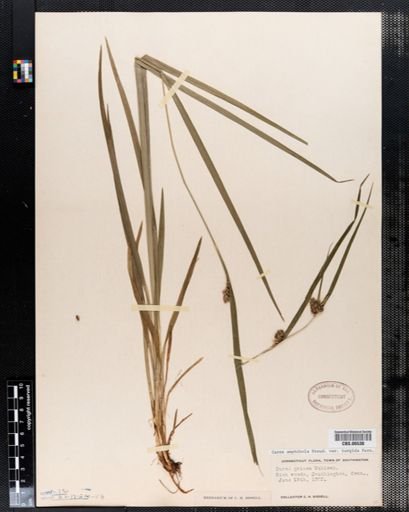 Carex amphibola
