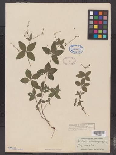Galium circaezans