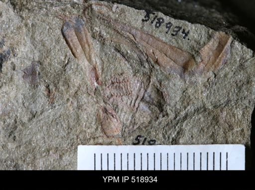 undet. Hyolithida