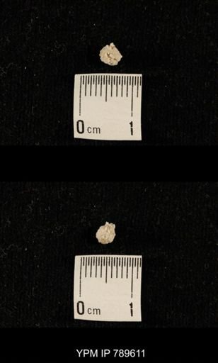 undet. Bryozoa