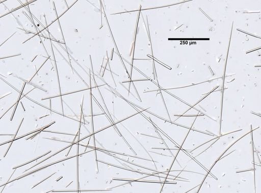 Craniella cranium