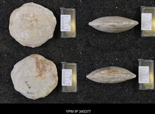 Cyprimeria crassa