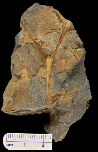 Aneurophyton