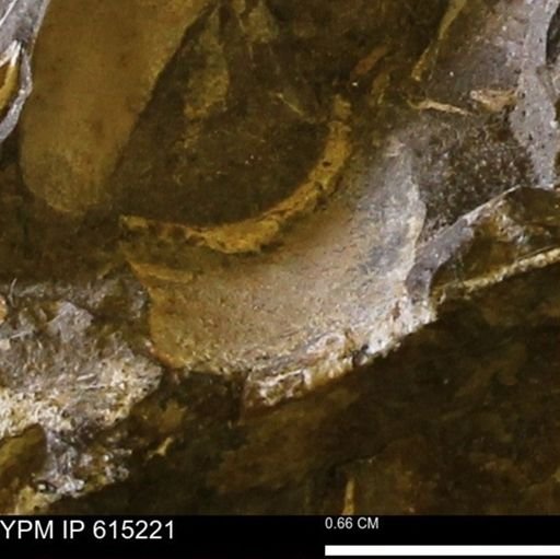 undet. Mollusca