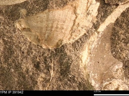 Protocardia sp.