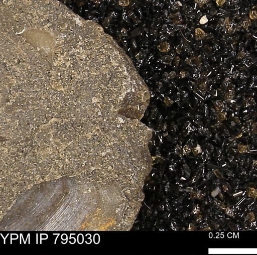 undet. Mollusca