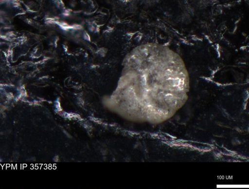 undet. Foraminiferida