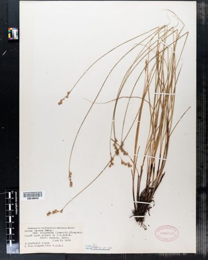 Carex tenera