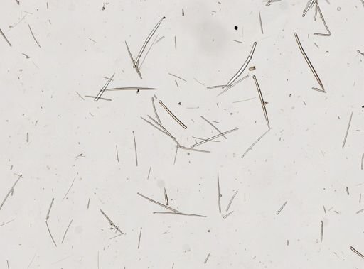 Cliothosa aurivillii