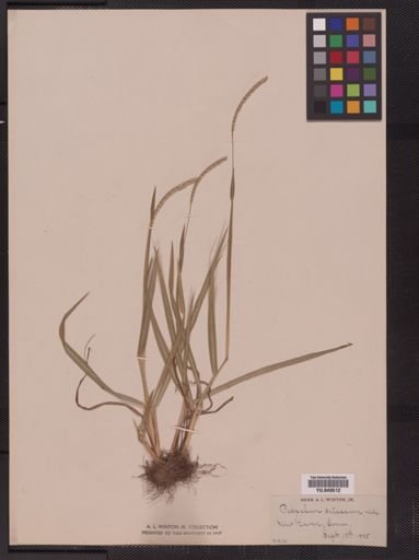 Paspalum pubescens