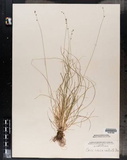 Carex radiata