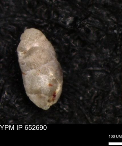 undet. Foraminiferida