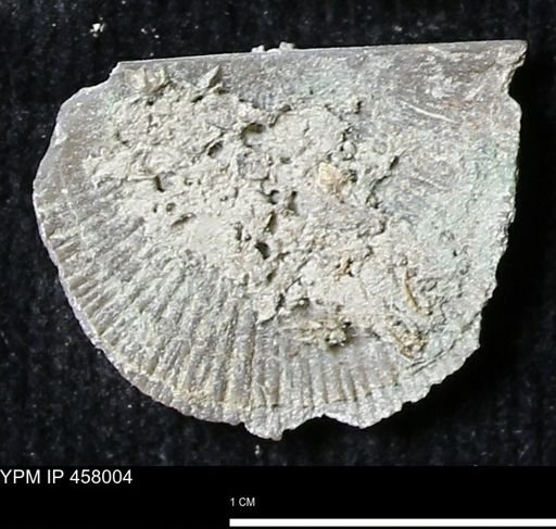 Strophodonta sp.