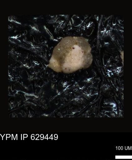 undet. Foraminiferida