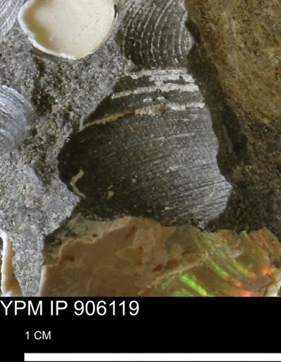 Limopsis striatopunctatus