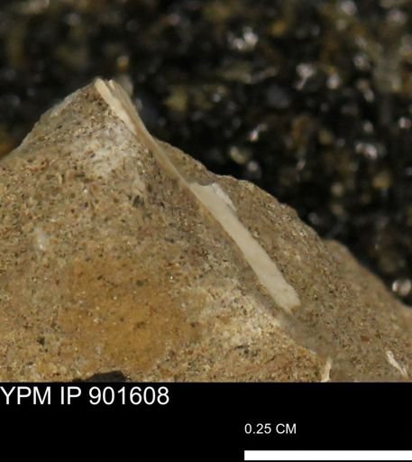undet. Mollusca