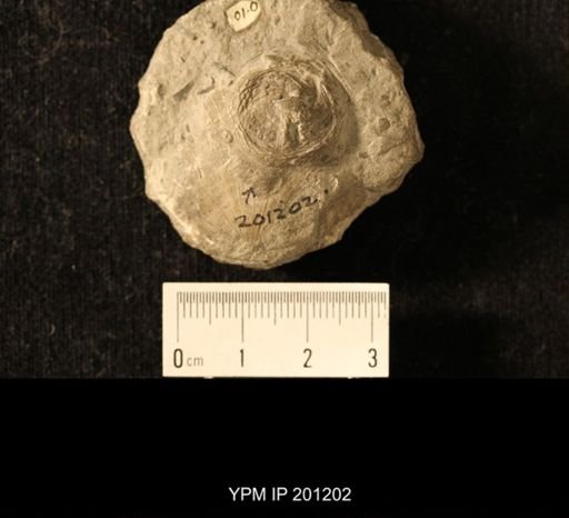 Isorophus cincinnatiensis