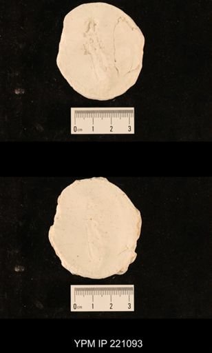 undet. Hexapoda