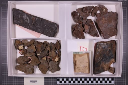 mixed taxa, stratigraphic collection