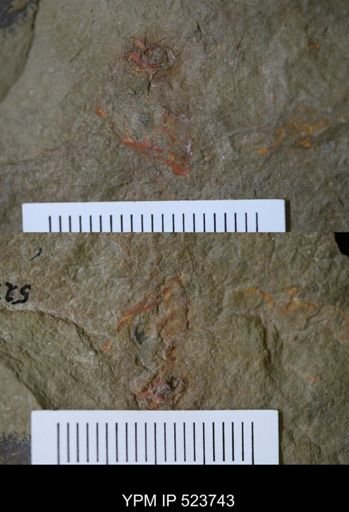 undet. Arthropoda