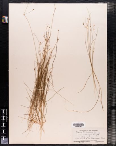Carex trisperma