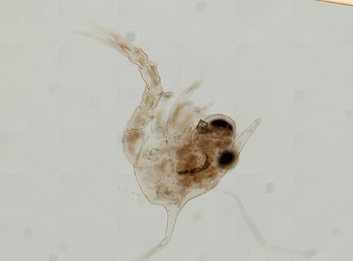 Brachyura