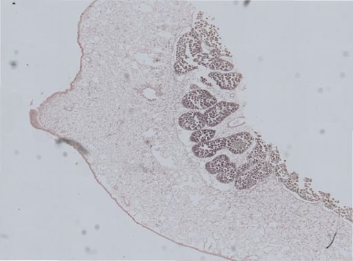 Ostrea lurida
