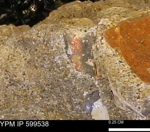 undet. Ammonoidea