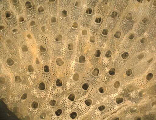 Cryptosula pallasiana