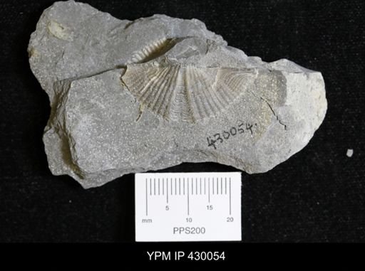 Mucrospirifer mucronatus