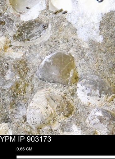 undet. Bivalvia