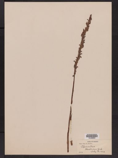Spiranthes