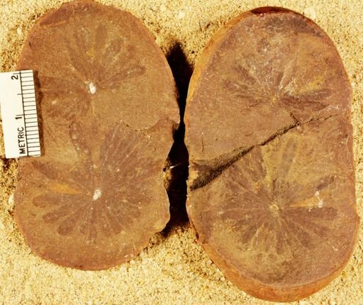 Annularia sp.