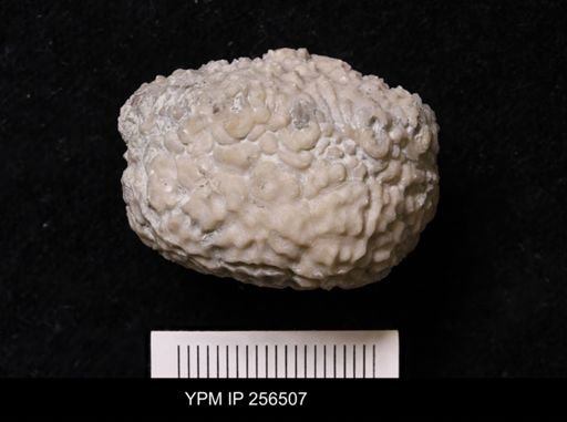 Dolatocrinus asterias
