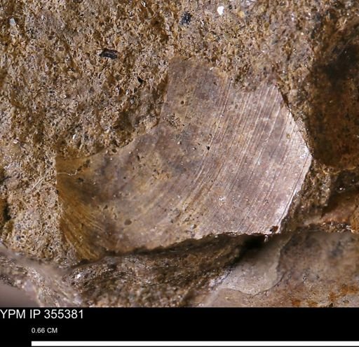 Bivalvia