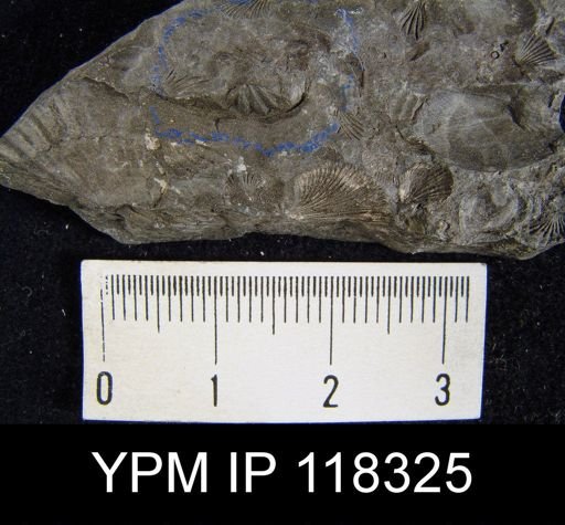 Delthyris crispa