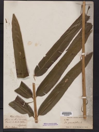Pteris