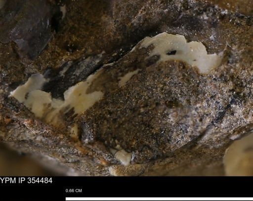 undet. Mollusca