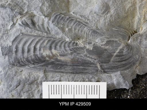 Orthonota undulata