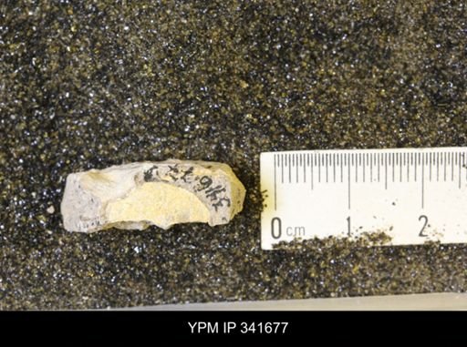 Scaphites sp.