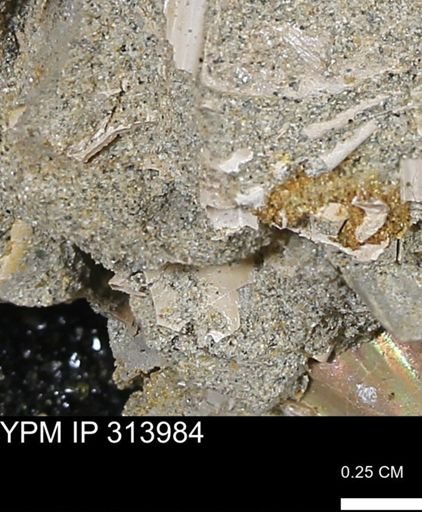 undet. Bivalvia