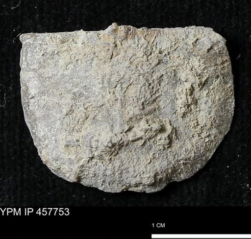 Strophodonta sp.