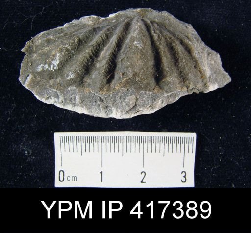 Megakozlowskiella sp.