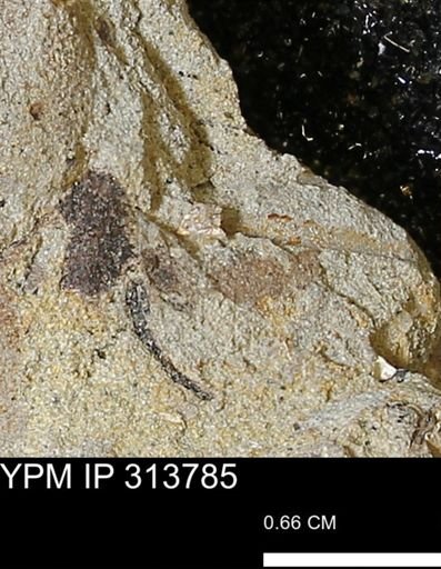 undet. Mollusca